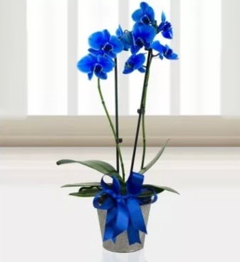 ift dall mavi orkide  stanbul Taksim iek gnderme sitemiz gvenlidir 