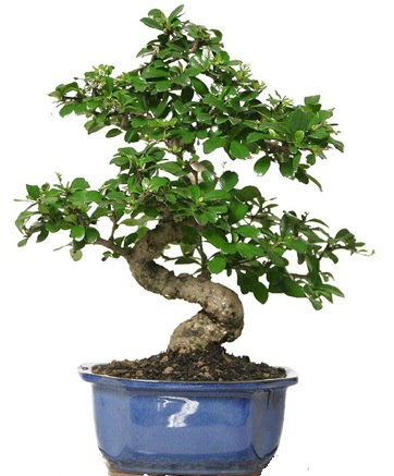 21 ile 25 cm aras zel S bonsai japon aac  stanbul Taksim nternetten iek siparii 