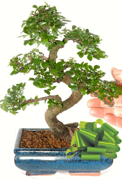 Yaklak 25 cm boyutlarnda S bonsai  stanbul Taksim iek , ieki , iekilik 
