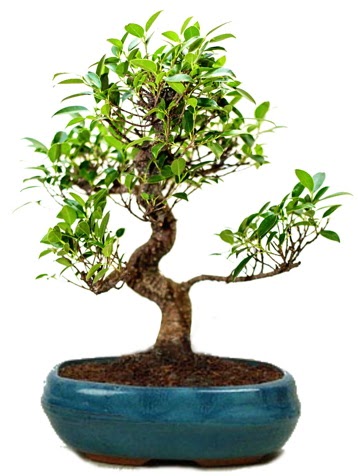 25 cm ile 30 cm aralnda Ficus S bonsai  stanbul Taksim yurtii ve yurtd iek siparii 
