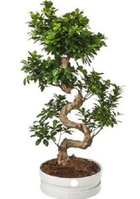 90 cm ile 100 cm civar S peyzaj bonsai  stanbul Taksim yurtii ve yurtd iek siparii 