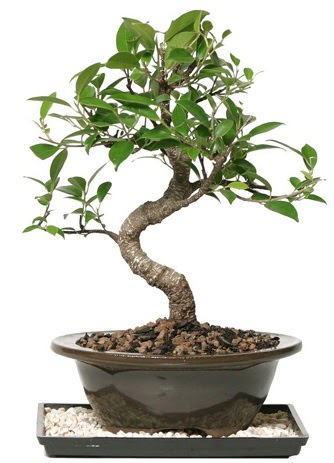 Altn kalite Ficus S bonsai  stanbul Taksim nternetten iek siparii  Sper Kalite
