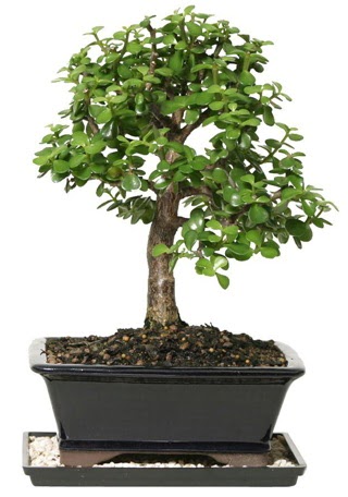 15 cm civar Zerkova bonsai bitkisi  stanbul Taksim iek , ieki , iekilik 
