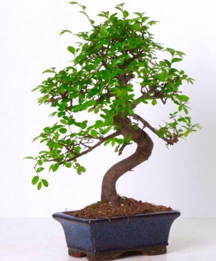 S gvdeli bonsai minyatr aa japon aac  stanbul Taksim yurtii ve yurtd iek siparii 