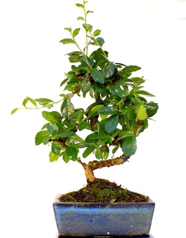 S gvdeli carmina bonsai aac  stanbul Taksim online ieki , iek siparii  Minyatr aa