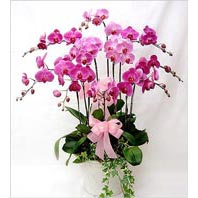  İstanbul Taksim internetten çiçek siparişi  3 adet saksi orkide  - ithal cins -