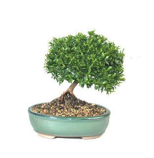 ithal bonsai saksi iegi  stanbul Taksim internetten iek siparii 