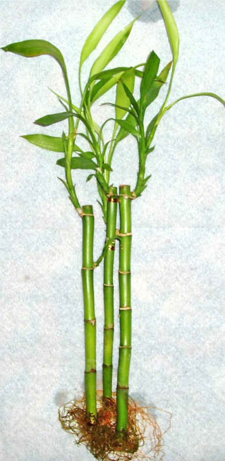 Lucky Bamboo 3 adet vazo hediye edilir   stanbul Taksim iekiler 