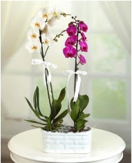1 dal beyaz 1 dal mor yerli orkide saksıda  İstanbul Taksim 14 şubat sevgililer günü çiçek 