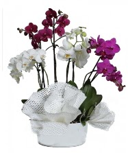 4 dal mor orkide 2 dal beyaz orkide  İstanbul Taksim cicek , cicekci 