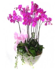 9 dal orkide saksı çiçeği  İstanbul Taksim çiçek online çiçek siparişi 