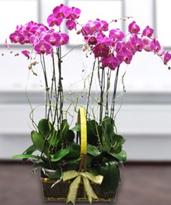 4 dallı mor orkide  İstanbul Taksim çiçek online çiçek siparişi 