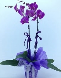 2 dallı mor orkide  İstanbul Taksim hediye sevgilime hediye çiçek 