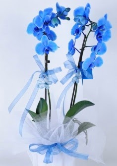 2 dallı mavi orkide  İstanbul Taksim ucuz çiçek gönder 