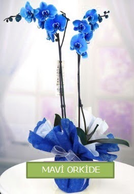 2 dallı mavi orkide  İstanbul Taksim hediye çiçek yolla 