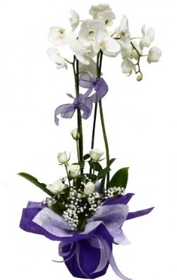 2 dallı beyaz orkide 5 adet beyaz gül  İstanbul Taksim çiçek satışı 