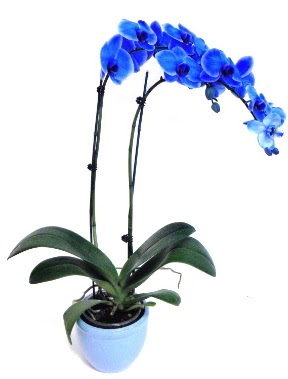 Seramikli 2 dallı süper eşsiz mavi orkide  İstanbul Taksim 14 şubat sevgililer günü çiçek 