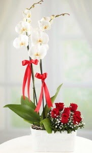 2 dallı beyaz orkide ve 7 kırmızı gül  İstanbul Taksim çiçekçi telefonları 