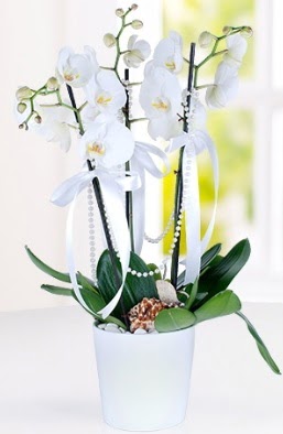 3 dallı beyaz orkide  İstanbul Taksim online çiçekçi , çiçek siparişi 
