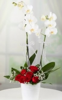 2 dallı beyaz orkide 7 adet kırmızı gül  İstanbul Taksim online çiçek gönderme sipariş 