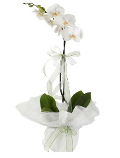 1 dal beyaz orkide çiçeği  İstanbul Taksim çiçek siparişi sitesi 