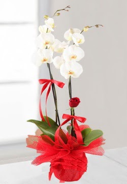 2 dallı beyaz orkide ve 1 adet kırmızı gül  İstanbul Taksim cicek , cicekci 