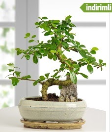 S şeklinde ithal gerçek bonsai japon ağacı  İstanbul Taksim ucuz çiçek gönder 