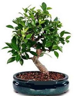 5 yanda japon aac bonsai bitkisi  stanbul Taksim cicek , cicekci 