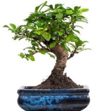 5 yaşında japon ağacı bonsai bitkisi  İstanbul Taksim çiçek gönderme sitemiz güvenlidir 