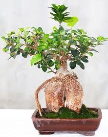 Japon ağacı bonsai saksı bitkisi  İstanbul Taksim çiçek gönderme 