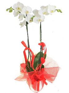 2 dallı beyaz orkide bitkisi  İstanbul Taksim çiçek siparişi vermek 
