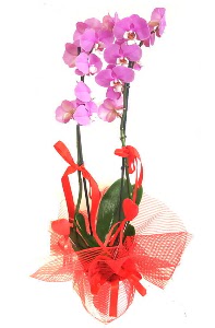 2 dallı mor orkide bitkisi  İstanbul Taksim çiçek gönderme sitemiz güvenlidir 