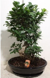 75 CM Ginseng bonsai Japon ağacı  İstanbul Taksim çiçekçi telefonları 
