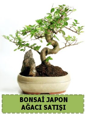 Bonsai japon  ağacı satışı Minyatür İthal  İstanbul Taksim çiçekçi mağazası 