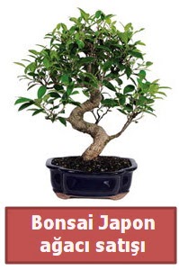 Japon ağacı bonsai satışı  İstanbul Taksim çiçek , çiçekçi , çiçekçilik 