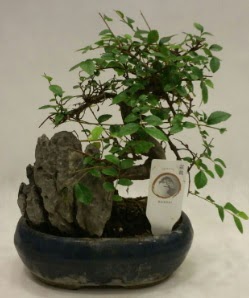 İthal 1.ci kalite bonsai japon ağacı  İstanbul Taksim çiçek gönderme sitemiz güvenlidir 