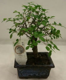 Minyatür ithal japon ağacı bonsai bitkisi  İstanbul Taksim çiçek gönderme sitemiz güvenlidir 