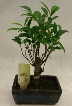 Japon ağacı bonsai bitkisi satışı  İstanbul Taksim İnternetten çiçek siparişi 