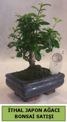 İthal japon ağacı bonsai bitkisi satışı  İstanbul Taksim İnternetten çiçek siparişi 