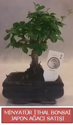 Küçük görsel bonsai japon ağacı bitkisi  İstanbul Taksim çiçek yolla 