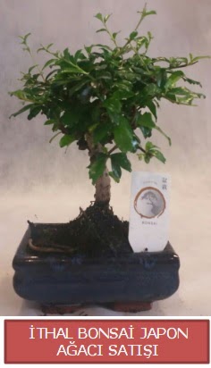 İthal küçük boy minyatür bonsai ağaç bitkisi  İstanbul Taksim İnternetten çiçek siparişi 