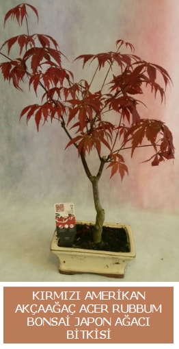 Amerikan akçaağaç Acer Rubrum bonsai  İstanbul Taksim çiçek siparişi vermek 