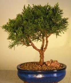 Servi am bonsai japon aac bitkisi  stanbul Taksim online ieki , iek siparii 