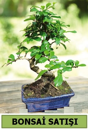 Çam bonsai japon ağacı satışı  İstanbul Taksim çiçek gönderme sitemiz güvenlidir 