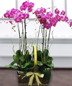7 dallı mor lila orkide  İstanbul Taksim yurtiçi ve yurtdışı çiçek siparişi 