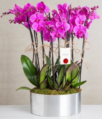 11 dallı mor orkide metal vazoda  İstanbul Taksim yurtiçi ve yurtdışı çiçek siparişi 