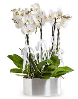 Beş dallı metal saksıda beyaz orkide  İstanbul Taksim online çiçekçi , çiçek siparişi 