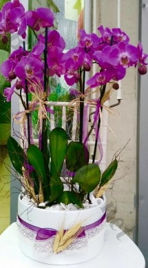 Seramik vazoda 4 dall mor lila orkide  stanbul Taksim internetten iek sat 