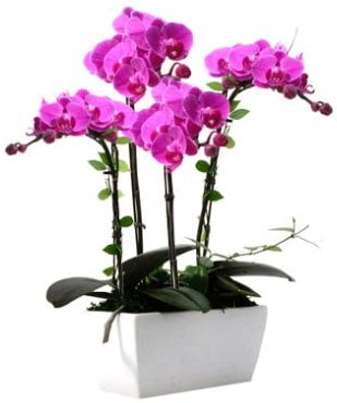 Seramik vazo içerisinde 4 dallı mor orkide  İstanbul Taksim çiçek gönderme sitemiz güvenlidir 