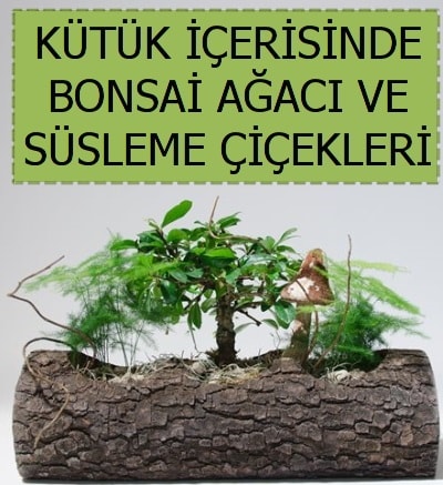 Kütük içerisinde bonsai japon ağaç bitkisi  İstanbul Taksim çiçek gönderme sitemiz güvenlidir 